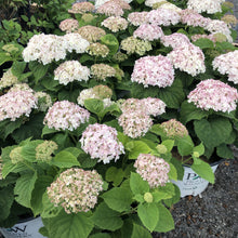 Load image into Gallery viewer, Hydrangea, Invincibelle Wee White - Garden Centre - Nursery