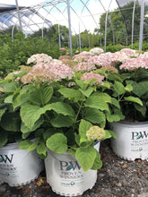 Load image into Gallery viewer, Hydrangea, Invincibelle Wee White - Garden Centre - Nursery