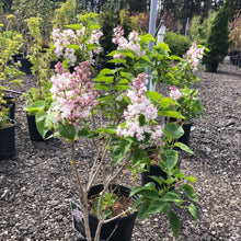 Load image into Gallery viewer, Beauty of Moscow Lilac 005 - Garden Centre - Nursery