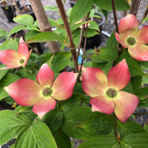 Stellar Pink Dogwood - Garden Centre - Nursery