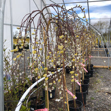 Load image into Gallery viewer, Standard Weeping Pussy Willow - Garden Centre - Nursery