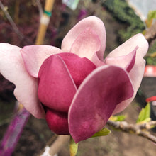 Load image into Gallery viewer, Tinker Belle Magnolia - Garden Centre - Nursery
