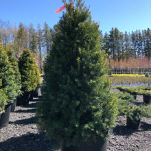 Load image into Gallery viewer, Pyramidal Japanese Yew - Garden Centre - Nursery