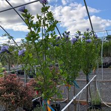 Load image into Gallery viewer, Standard Rose Of Sharon, Blue Bird - Garden Centre - Nursery