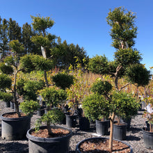 Load image into Gallery viewer, Pompom Sungold Cypress - Garden Centre - Nursery