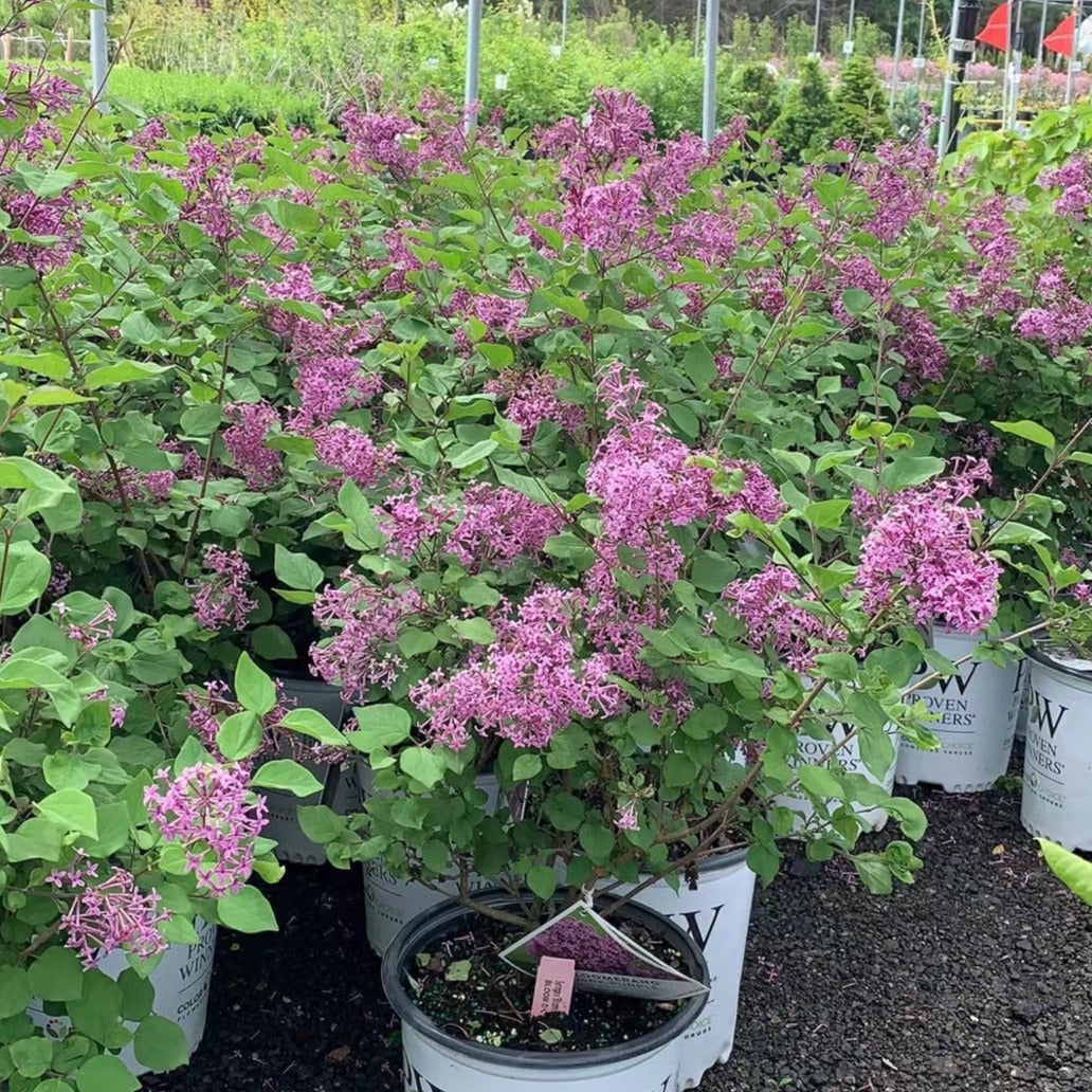 Bloomerang Dark Purple Lilac - Garden Centre - Nursery