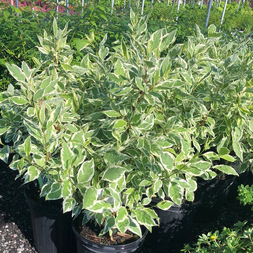 Ivory Halo Dogwood - Garden Centre - Nursery