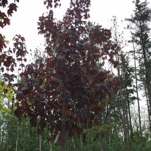 Crimson Sunset Maple - Garden Centre - Nursery