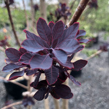 Load image into Gallery viewer, Royal Purple Smokebush - Garden Centre - Nursery