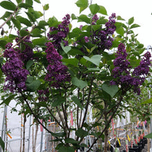 Load image into Gallery viewer, Standard Charles Joly Lilac 007/21/25 - Garden Centre - Nursery