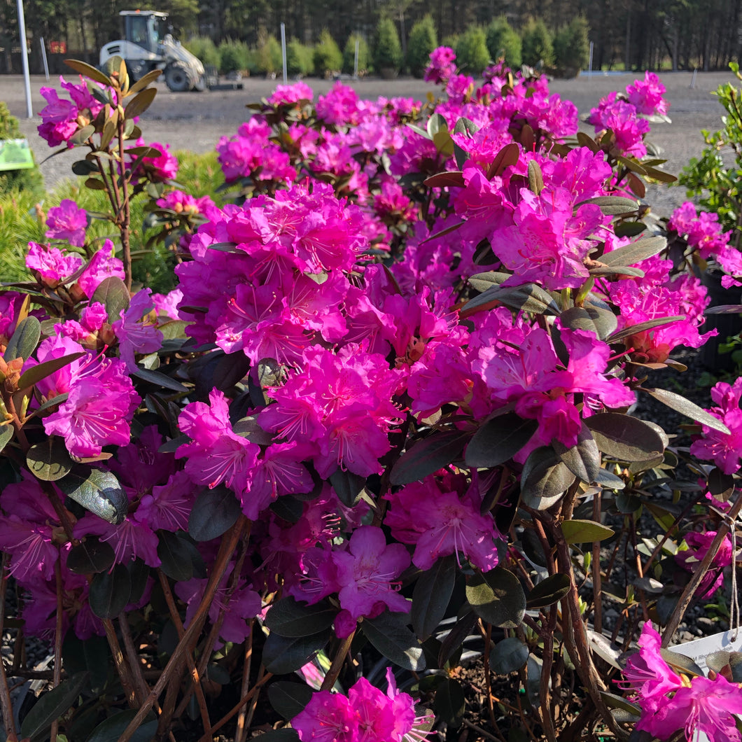Elite PJM Rhododendron - Garden Centre - Nursery