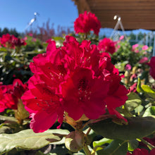 Load image into Gallery viewer, Nova Zembla Rhododendron - Garden Centre - Nursery