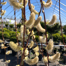 Load image into Gallery viewer, Standard Weeping Pussy Willow - Garden Centre - Nursery