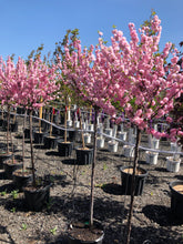 Load image into Gallery viewer, Standard Flowering Almond 31 - Garden Centre - Nursery