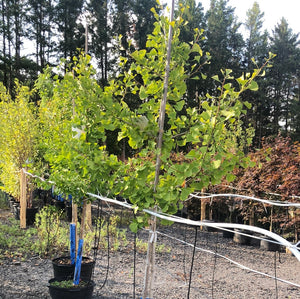 Princeton Sentry Ginkgo 042 - Garden Centre - Nursery