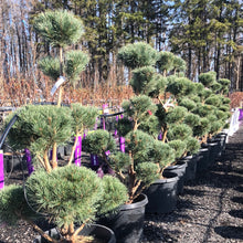 Load image into Gallery viewer, Pompom Watereri Scotch Pine - Garden Centre - Nursery