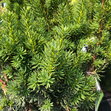 Load image into Gallery viewer, Fairview Spreading Yew - Garden Centre - Nursery