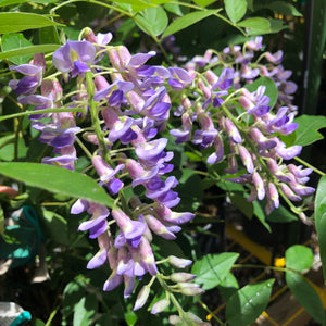 Wisteria Vines For Sale at Ty Ty Nursery