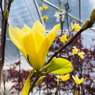 Magnolia, Butterflies - Garden Centre - Nursery