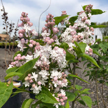 Load image into Gallery viewer, Beauty of Moscow Lilac 005 - Garden Centre - Nursery