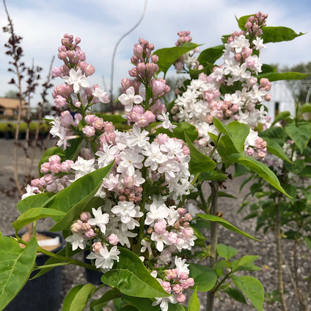 Beauty of Moscow Lilac 005 - Garden Centre - Nursery