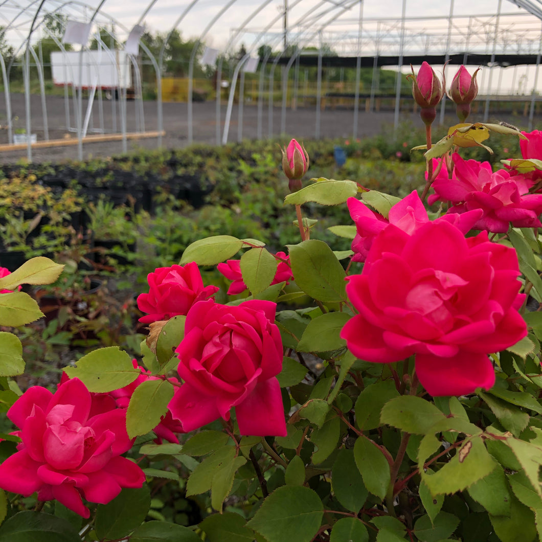 Rose, Pink Knock Out - Garden Centre - Nursery