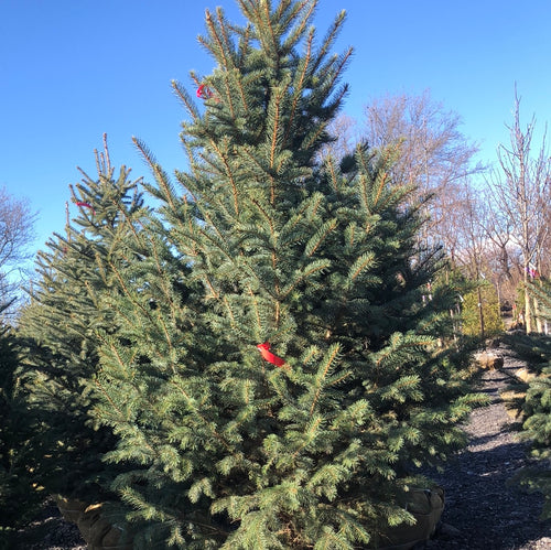 Colorado Blue Spruce - Garden Centre - Nursery