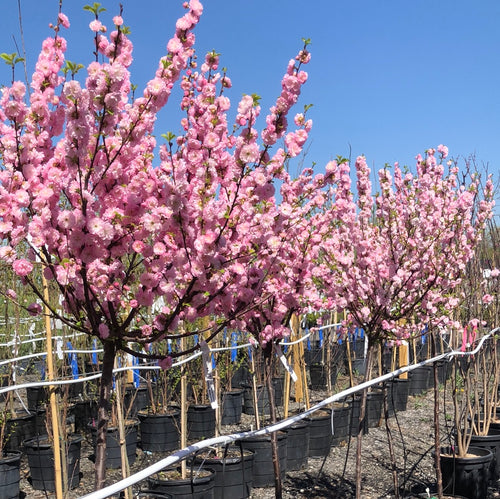Standard Flowering Almond 31 - Garden Centre - Nursery