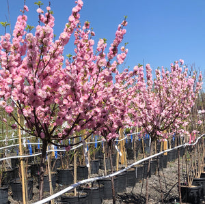 Standard Flowering Almond 31 - Garden Centre - Nursery