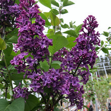 Load image into Gallery viewer, Standard Charles Joly Lilac 007/21/25 - Garden Centre - Nursery