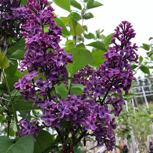 Standard Charles Joly Lilac 007/21/25 - Garden Centre - Nursery
