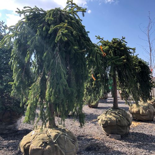 Standard Weeping Norway Spruce - Garden Centre - Nursery