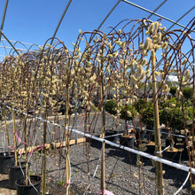 Load image into Gallery viewer, Standard Weeping Pussy Willow - Garden Centre - Nursery
