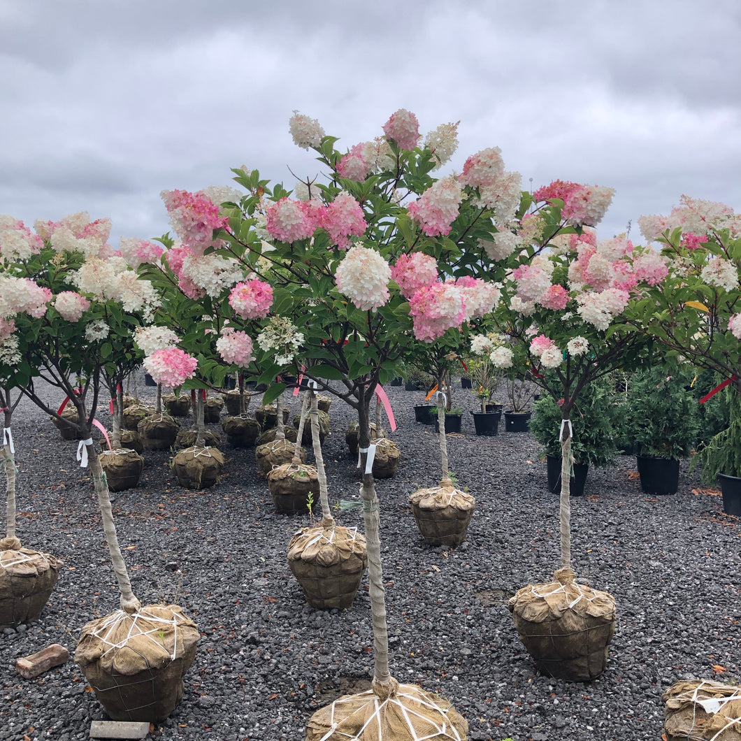 Standard Hydrangea, Vanilla Strawberry - Garden Centre - Nursery