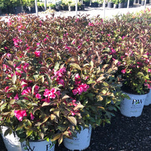 Load image into Gallery viewer, Wine and Roses Weigela - Garden Centre - Nursery