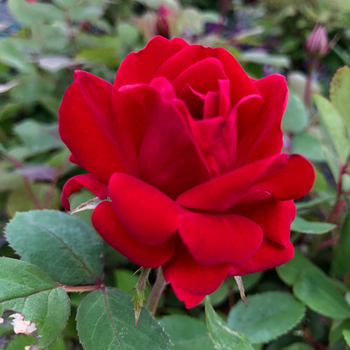 Standard Red Double Knock Out Rose - Garden Centre - Nursery