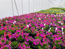 Load image into Gallery viewer, Creeping Phlox, Emerald Pink - Garden Centre - Nursery
