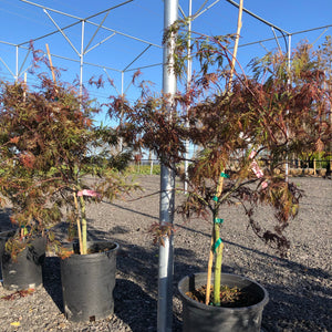 Crimson Queen Japanese Maple - Garden Centre - Nursery