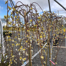 Load image into Gallery viewer, Standard Weeping Pussy Willow - Garden Centre - Nursery
