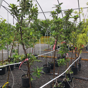 Red Delicious Apple 076 - Garden Centre - Nursery