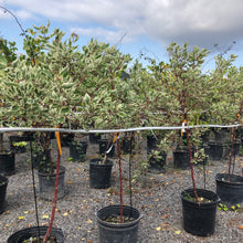 Load image into Gallery viewer, Standard Silverleaf Dogwood 012 - Garden Centre - Nursery
