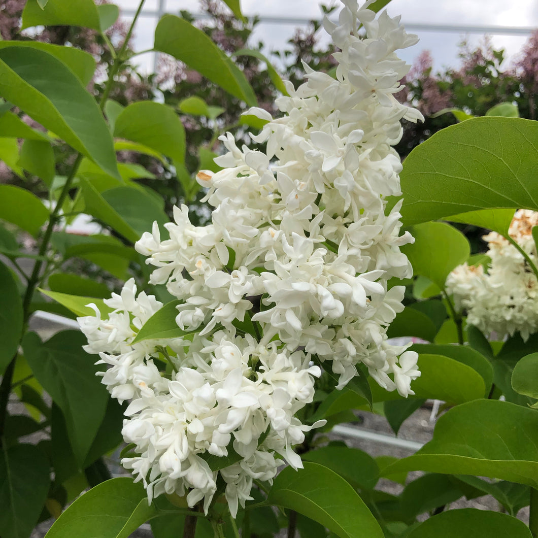 Primrose Lilac 004 - Garden Centre - Nursery