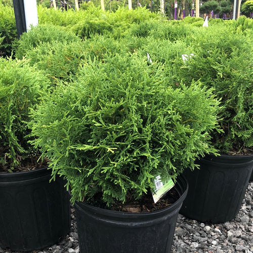 Hetz Midget Globe Cedar - Garden Centre - Nursery