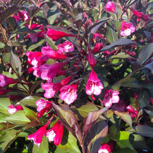 Load image into Gallery viewer, Wine and Roses Weigela - Garden Centre - Nursery