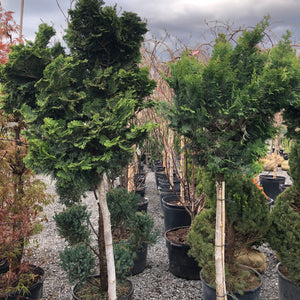 Standard Dwarf Hinoki Cypress - Garden Centre - Nursery