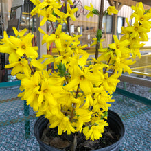 Load image into Gallery viewer, Magical Gold Forsythia