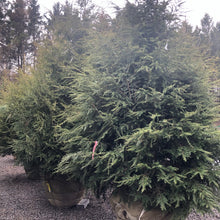 Load image into Gallery viewer, Canadian Hemlock - Garden Centre - Nursery