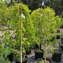 Load image into Gallery viewer, Standard Weeping Mulberry (Fruitless) - Garden Centre - Nursery