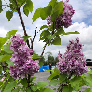 Standard Beauty Of Moscow Lilac 021/25 - Garden Centre - Nursery