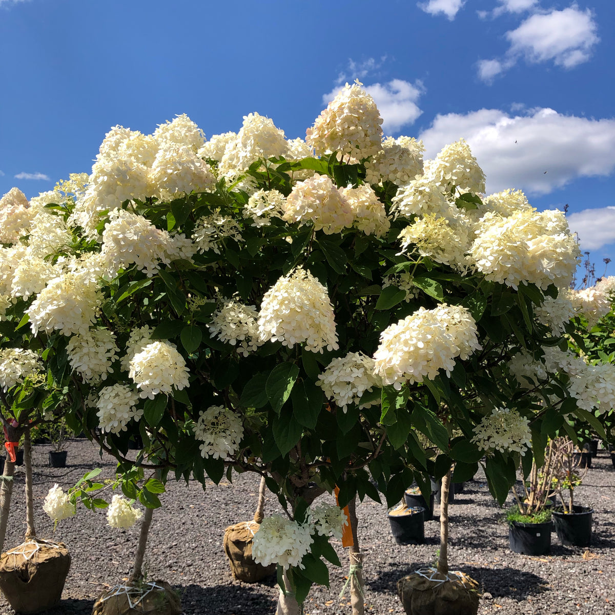 Standard Hydrangea, Limelight 35 – Songsco.com